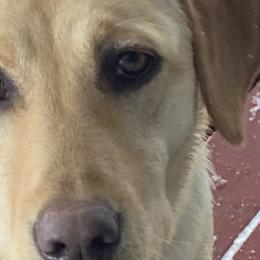 Labrador Retrievers from Theresa Rhodes