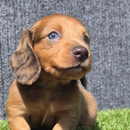 Bryan - Sable male Dachshund puppy in Birmingham, Alabama from Mini Doxies Love