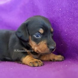 Snickers - Black and tan male Dachshund puppy in Apple Valley, California from Socaldoxies
