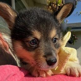 Betty - Black and tan female Pembroke Welsh Corgi puppy in Riverside, California from Four Aces Corgis