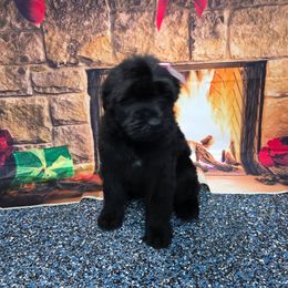 Fettuccine - Black female Giant Schnauzer puppy in Parker, Colorado from Pawsh K9’s