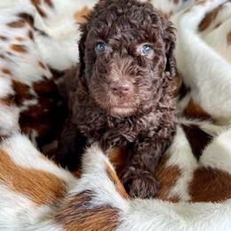 Bluey - Chocolate female Goldendoodle puppy in Taylorsville, Georgia from Sweet Southern Doodles