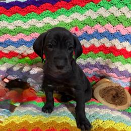 Black Collar - Black male Great Dane puppy in Surgoinsville, Tennessee from Mountain Valley Farm Great Danes