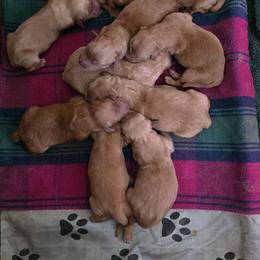Carrie - Dark golden female Golden Retriever puppy in Lebanon, Oregon from SnowPeakPaws