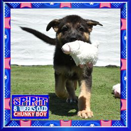SPIRIT - Black and red male German Shepherd puppy in Murrieta, California from Diamond Oaks German Shepherds