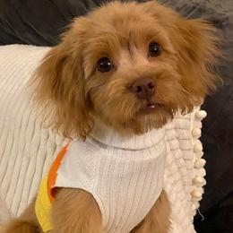 Grim - Cockapoo