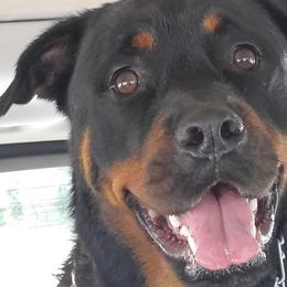 Rottweilers from Kristin Deras' Rottweilers
