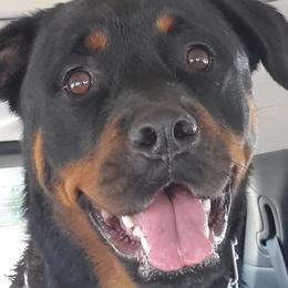 Rottweilers from Kristin Deras' Rottweilers