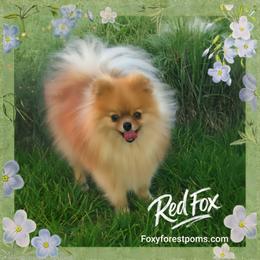 Red Fox - Pomeranian