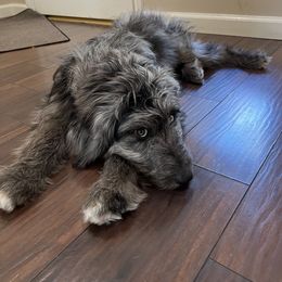 Aussiedoodle All Grown Up from Aspen Mountain Doodles LLC