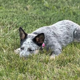 Girl 1 - Blue speckled Australian Cattle Dog puppy in Nevada, Missouri from Back Road Dog Company, LLC