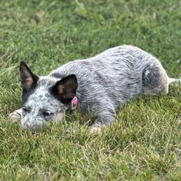 Girl 1 - Blue speckled Australian Cattle Dog puppy in Nevada, Missouri from Back Road Dog Company, LLC