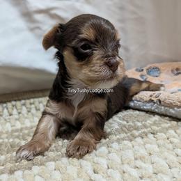 AKC tiny tot (Petite Parents) - Chocolate and tan female Yorkshire Terrier puppy in Greencastle, Indiana from Tiny Tushy Lodge