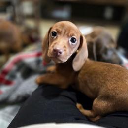 Boy 2 - Red male Dachshund puppy in Mulberry, Florida from J's Mini Dachshunds