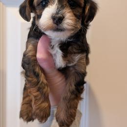 Midnight - Black and tan male Yorkipoo puppy in Coshocton, Ohio from Forever Family Puppies