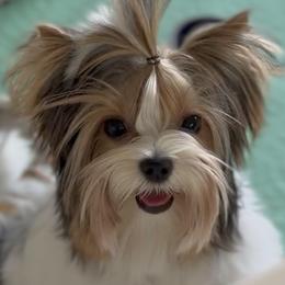 Fendi - Black tan and white female Biewer Terrier puppy in Kerhonkson, New York from Arc-en-Ciel Biewers & Maltese