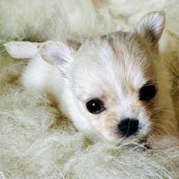 Leo - Cream male Chihuahua puppy in Corpus Christi, Texas from Doubletake Chihuahuas