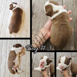 Boy 3 - Liver and white male Cardigan Welsh Corgi puppy in Natchitoches. La, Louisiana from Bleu Bayou Corgis