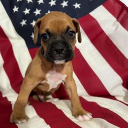 Mr Blue - Fawn male Boxer puppy in Palm Coast, Florida from Starlight Boxer Corner