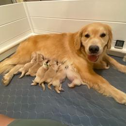Boy 4 - Golden male Golden Retriever puppy in Emporia, Virginia from Brighton Golden Retrievers