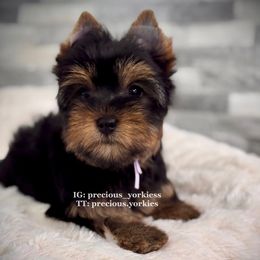 Female Puppy - Black and tan female Yorkshire Terrier puppy in Madera, California from Precious Yorkies