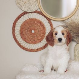 Goldendoodle Puppies from Sac River GoldenDoodles & BerneDoodles LLC