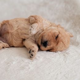 Goldendoodle Puppies from Lake Village Doodles