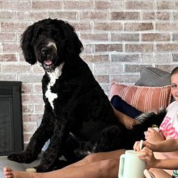Aussiedoodle and Bernedoodle All Grown Up from Hickory Hideaway Doodles