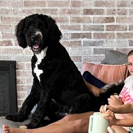 Aussiedoodle and Bernedoodle All Grown Up from Hickory Hideaway Doodles