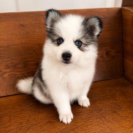 Dolly - Gray and white female Pomsky puppy in La Verne, California from Red Cedar Pomskies