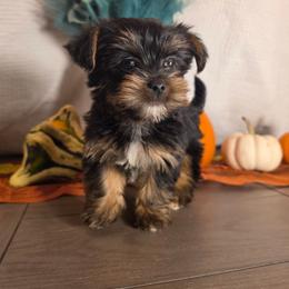 Paris - Black and tan female Yorkshire Terrier puppy in Callahan, Florida from Nikki's Precious Yorkies