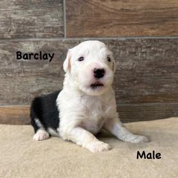 Barclay - Gray and white male Old English Sheepdog puppy in Blackfoot, Idaho from What the Fluff Old English Sheepdog
