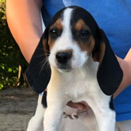 Australian Shepherds and Treeing Walker Coonhounds from Bluegrass BET Aussie’s