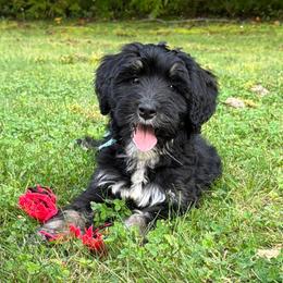 Miss Mango - Tri-color female Bernedoodle puppy in Hegins, Pennsylvania from Bubbling Springs Doodles, LLC