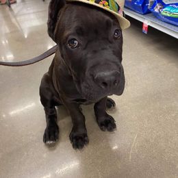 Cane Corso Puppies from Samantha Jackson