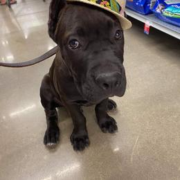 Cane Corso Puppies from Samantha Jackson