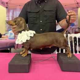 Nala - Dachshund