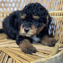 Female 2 - Tri-color female Bernedoodle puppy in Belgreen, Alabama from Scott’s Farm Poodles and Doodles