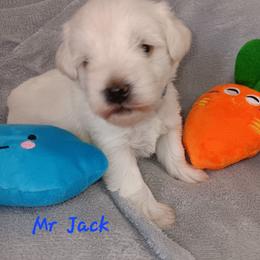 Mr Jack - Wheaten male Miniature Schnauzer puppy in Shoshone, Idaho from Debra Kruse's Miniature Schnauzers