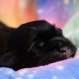 Groovy - Black and silver male Lowchen puppy in Fort Collins, Colorado from Dragonne Lowchen