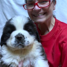 Blue Collar - Mahogany and white male Saint Bernard puppy in New Philadelphia, Ohio from Fletchers Saints