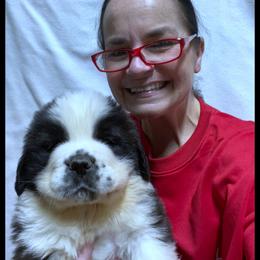 Blue Collar - Mahogany and white male Saint Bernard puppy in New Philadelphia, Ohio from Fletchers Saints