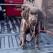 Boykin Spaniels from Show Me Boykins