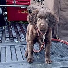 Boykin Spaniels from Show Me Boykins