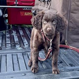 Boykin Spaniels from Show Me Boykins