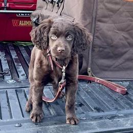 Boykin Spaniels from Show Me Boykins