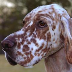 English Setters from Admiralty English Setters