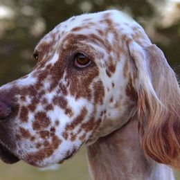 English Setters from Admiralty English Setters