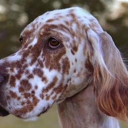 English Setters from Admiralty English Setters