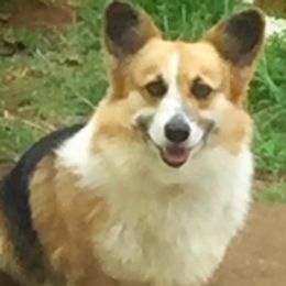 Pika - Pembroke Welsh Corgi